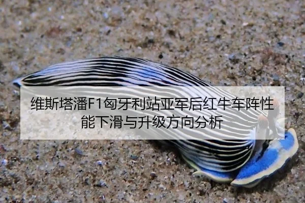维斯塔潘F1匈牙利站亚军后红牛车阵性能下滑与升级方向分析